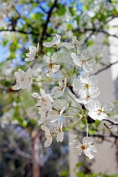 Clusters of Evergreen Pear white flowers