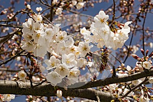 Clusters Flowering Cherry Blossoms and Blue Skies