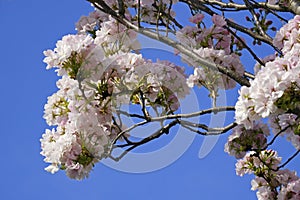 clusters of flowers of japanese cherry