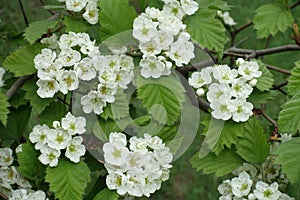 Clusters of flowers of northern downy hawthorn