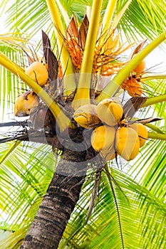Clusters of freen coconuts close-up hanging on palm tree