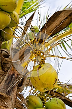 Clusters of fresh coconuts close-up hanging on palm tree