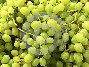 Clusters of fresh green grapes for sale