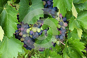 Clusters of fresh red wine grapes growing among grapevine and green leafs.