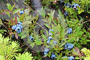 Clusters of fresh ripe wild blueberries in the undergrowth in a field in Nova Scotia in summertime.