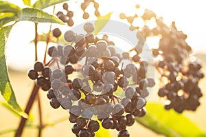 Clusters fruit black elderberry in garden in sun light Sambucus nigra. elder, black elder.