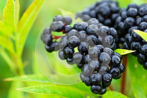 Clusters fruit black elderberry in garden in sun light Sambucus nigra. elder, black elder, European black elderberry background