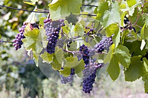 Clusters of grapes