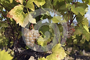 Clusters Grapes Amber Vine White