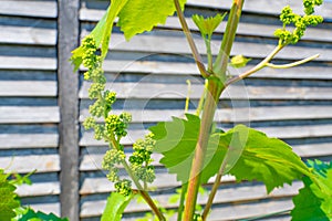 Clusters of grapes before the flowering period close-up on a blurred background. Grape buds in the vineyard