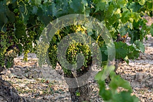 Clusters of grapes ripening on the vine during the summer photo