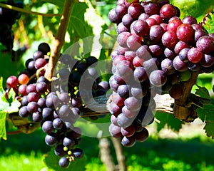 Clusters of grapes on the vine.