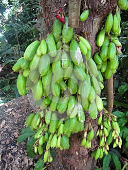 Clusters of Green Bilimbi Fruit on Tree in Tropical North Shore Oahu, Hawaii