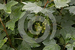 Clusters of green currant berries hang on a bush surrounded by lush juicy leaves. Young currants are recruited with