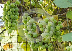Clusters of Green Grapes