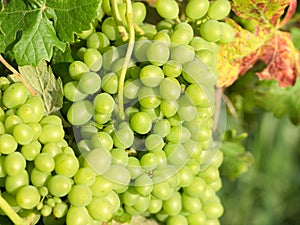 Clusters of green grapes in a vineyard
