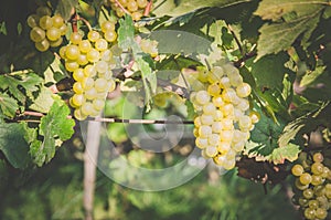 Clusters of green grapes in vineyard
