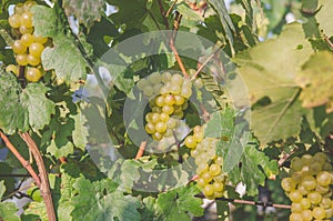 Clusters of green grapes in vineyard