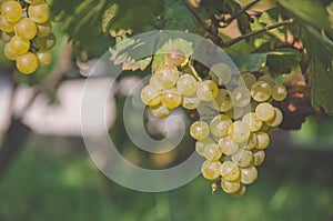 Clusters of green grapes in vineyard