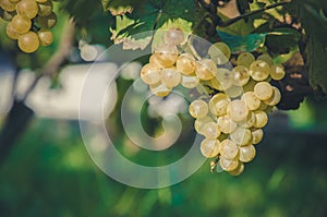 Shluky zelených hroznů ve vinici