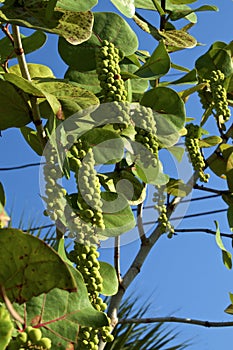 Clusters of green sea grapes against sky photo