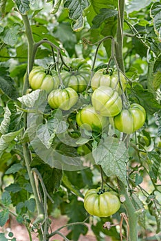Clusters of green tomatoes in greenhouses