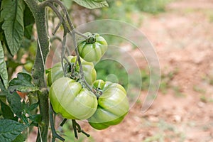 Clusters of green tomatoes in greenhouses