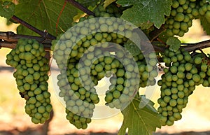 Clusters of growing green grapes on a vineyard photo