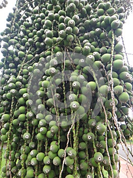 Clusters of immature fruit of Syagrus romanzoffiana photo