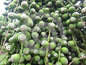 Clusters of immature fruit of Syagrus romanzoffiana photo