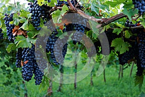 Clusters of lush purple grapes in vine stock, harvest season