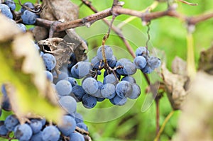 Clusters of Merlot and leaves in Bulgarian vineyard