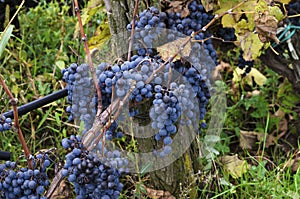 Clusters of Merlot in a vine during the harvest in Bulgaria. Selective focus