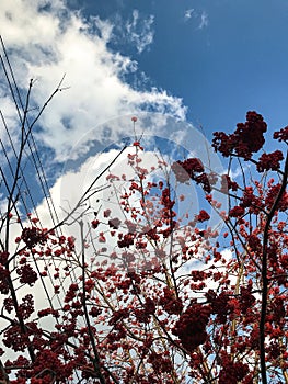 clusters of mountain ash on a background of blue sky and clouds.