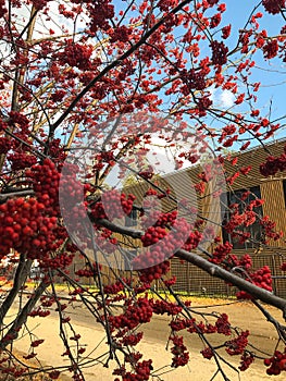 clusters of mountain ash on a background of blue sky and clouds.