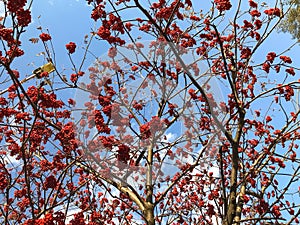 clusters of mountain ash on a background of blue sky and clouds.