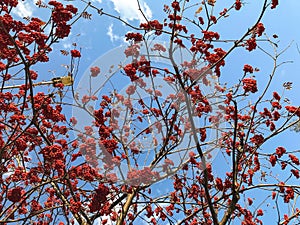 clusters of mountain ash on a background of blue sky and clouds.