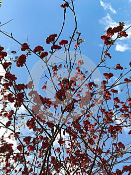 clusters of mountain ash on a background of blue sky and clouds.