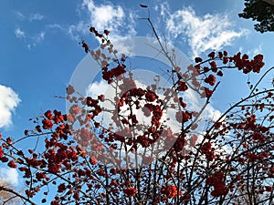 clusters of mountain ash on a background of blue sky and clouds.