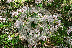 Clusters of Mountain Laurel