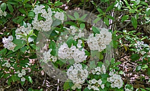 Clusters Mountain Laurel Wildflowers in the Blue Ridge Mountains