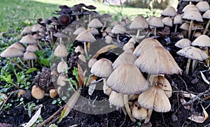 Clusters of mushrooms mica cap(Coprinellus Micaceus) under the willow tree