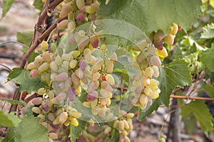 Clusters of new sort BV 18-29 cross of â€˜Estafetaâ€™ x â€˜Augustovskijâ€™ ripe yellow - red grape berries