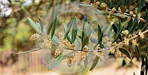 Olive branches in bloom photo