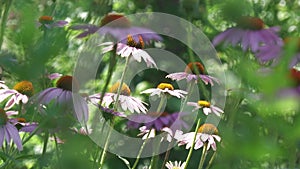 Clusters of pink coneflowers in bloom