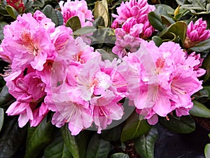 Rhododendron 'Scintillation' photo