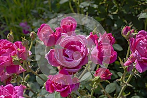 Clusters of Pink Knockout Roses