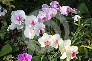 Clusters of pink and white Moth orchids growing in the wild