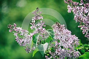 Clusters of purple lilac blossom with blurred green background