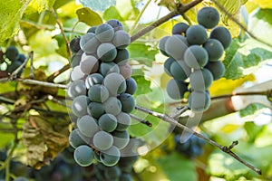 Clusters of Purple Table Grapes photo